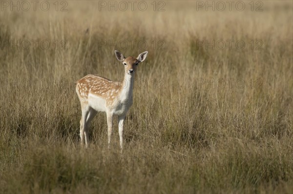 Fallow deer (Dama dama) adult female animal standing in grassland, Suffolk, England, United Kingdom, Europe