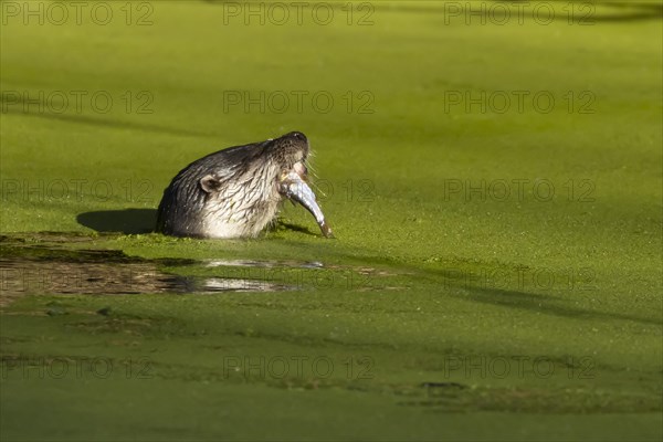 European Otter (Lutra lutra) adult feeding on a fish in a lake, Suffolk, England, United Kingdom, Europe