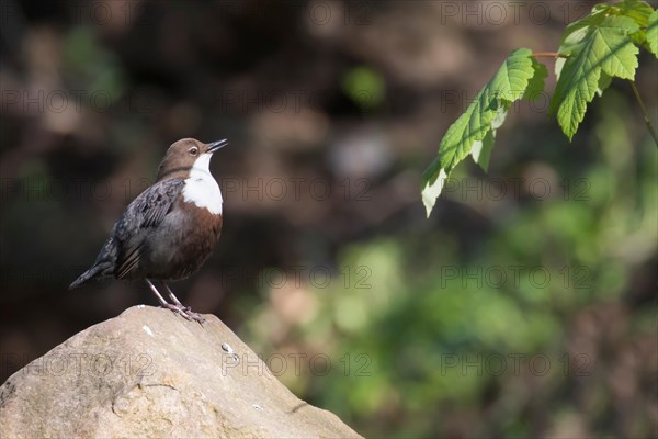 White-throated Dipper (Cinclus cinclus), standing on a stone, chirping, courtship display, Hesse, Germany, Europe