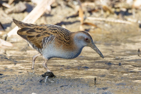 Water rail