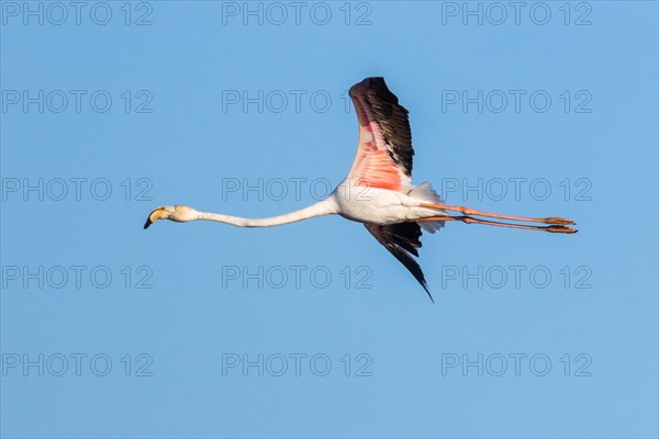 Pink flamingo flight photo