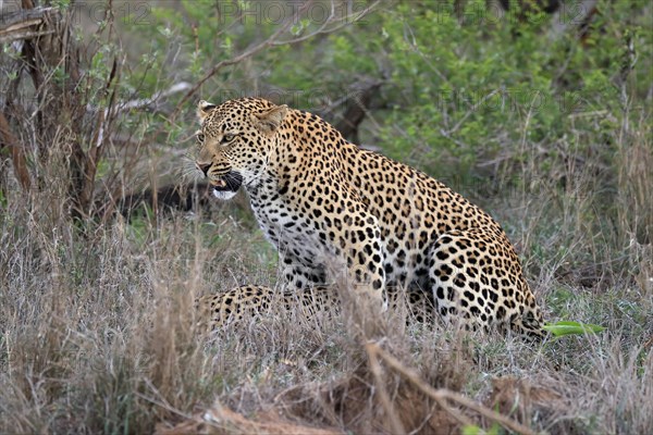 Leopard (Panthera pardus), adult, pair, mating, Sabi Sand Game Reserve, Kruger National Park, Kruger National Park, South Africa, Africa