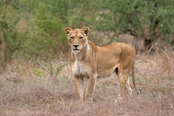 Lion (Panthera leo), adult, female, vigilant, Sabi Sand Game Reserve, Kruger National Park, Kruger National Park, South Africa, Africa