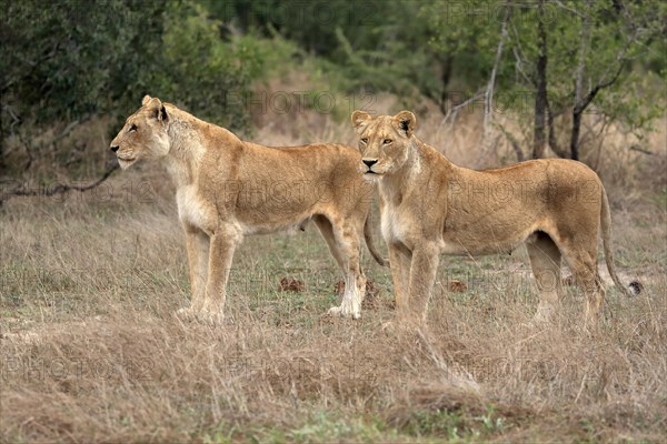 Lion (Panthera leo), adult, female, two females, vigilant, Sabi Sand Game Reserve, Kruger National Park, Kruger National Park, South Africa, Africa