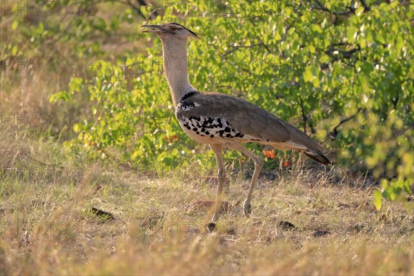 Kori bustard (Ardeotis kori), adult, foraging, vigilant, Kruger National Park, Kruger National Park, South Africa, Africa