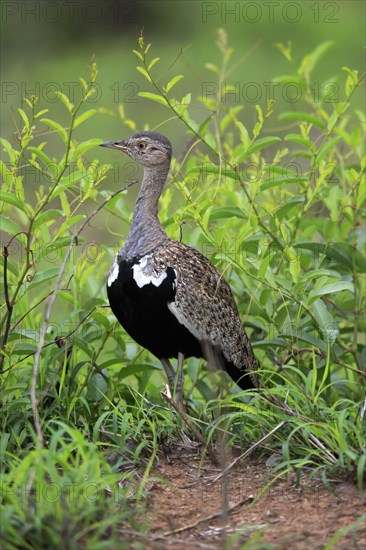 Red-crested Bustard, (Lophotis ruficrista), adult, foraging, vigilant, Kruger National Park, Kruger National Park, South Africa, Africa