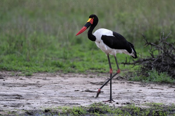 Saddle-billed stork (Ephippiorhynchus senegalensis), adult, foraging, at the water, Kruger National Park, Kruger National Park, South Africa, Africa