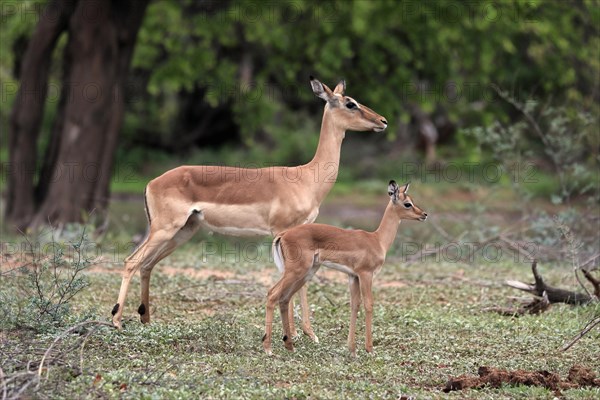 Black Heeler Antelope, (Aepyceros melampus), adult, female, young animal, mother with young animal, Kruger National Park, Kruger National Park, South Africa, Africa