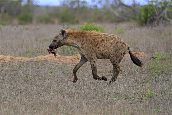 Spotted hyena (Crocuta crocuta), adult, with prey, carrying prey, running, Sabi Sand Game Reserve, Kruger National Park, Kruger National Park, South Africa, Africa