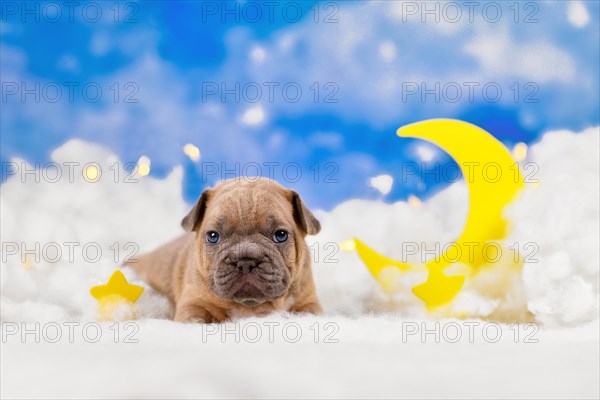 Cute fawn French Bulldog dog puppy between fluffy clouds with moon and stars