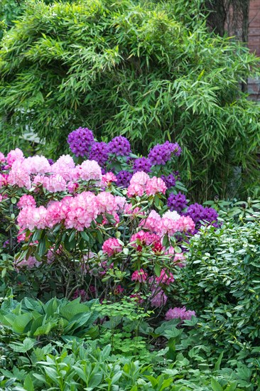 Beautiful azalea flowers of pink color with green leaves in the garden. rhododendron