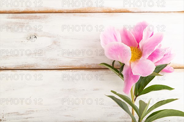 Beautiful peony pink flowers on white wooden background, flat lay, top view, copy space