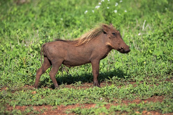 Warthog, (Phacochoerus aethiopicus), adult, running, foraging, alert, Kruger National Park, Kruger National Park, South Africa, Africa