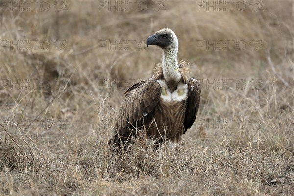 White-backed vulture (Gyps africanus), adult, alert, on ground, Sabi Sand Game Reserve, Kruger National Park, Kruger National Park, South Africa, Africa