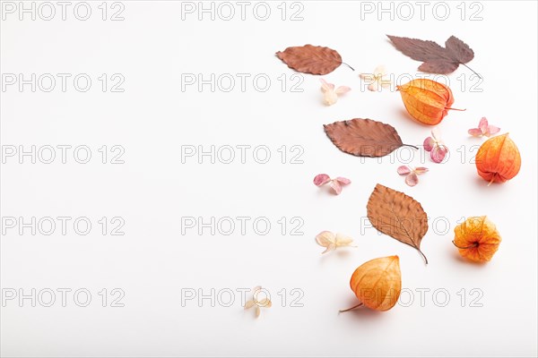 Composition with yellow and brown beech autumn leaves, physalis and hydrangea flowers, mockup on white background. Blank, flat lay, side view, still life, copy space