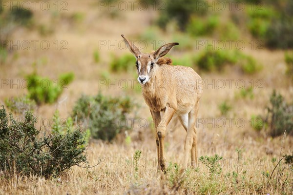 Roan Antelope (Hippotragus equinus) youngster in the dessert, captive, distribution Africa