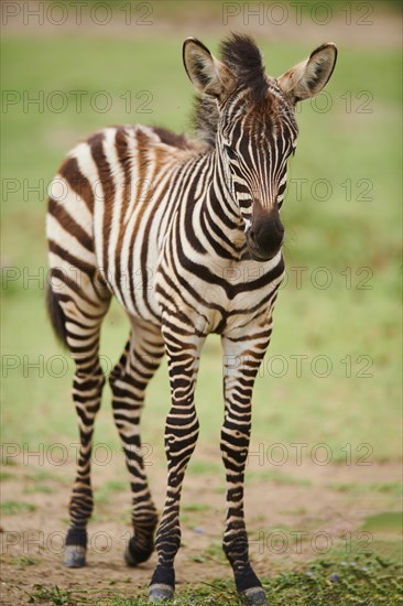 Plains zebra (Equus quagga) foal standing in the dessert, captive, distribution Africa