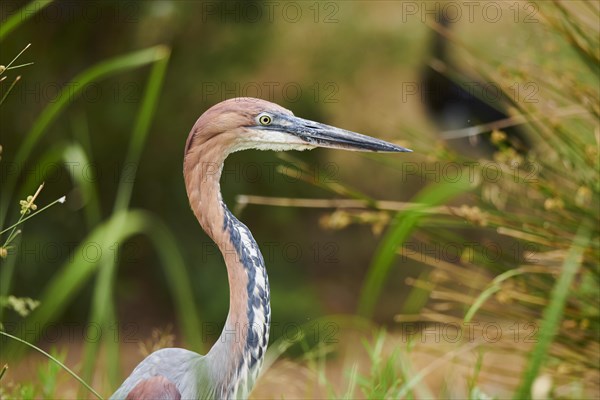 Goliath heron (Ardea goliath) standing in the bushes at the water, captive