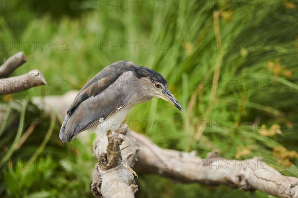 Black-crowned night heron (Nycticorax nycticorax) sitting on a tree trunk, Camargue, France, Europe