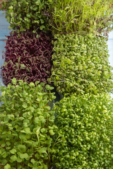 Set of boxes with microgreen sprouts of amaranth, rucola, watercress, mustard, mizuna and kohlrabi cabbage on blue wooden background. Side view, close up