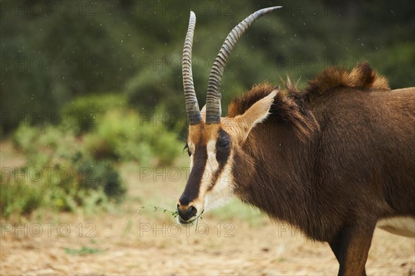 Sable antelope (Hippotragus niger), portrait, in the dessert, captive, distribution Africa