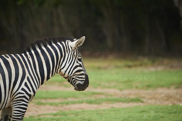 Plains zebra (Equus quagga) portrait in the dessert, captive, distribution Africa