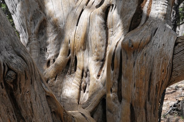 Tree at the crater rim, Grand Canyon, Arizona, USA, North America