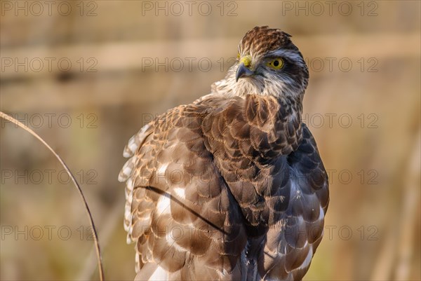 Young eurasian sparrowhawk (Accipiter nisus) resting on a branch in the sun, Bas-Rhin, Alsace, Grand Est, France, Europe
