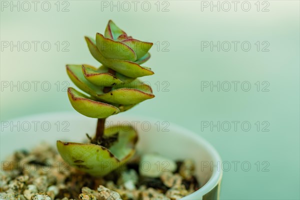 Closeup of small green house plant in a cup of pebbles with soft blurred background