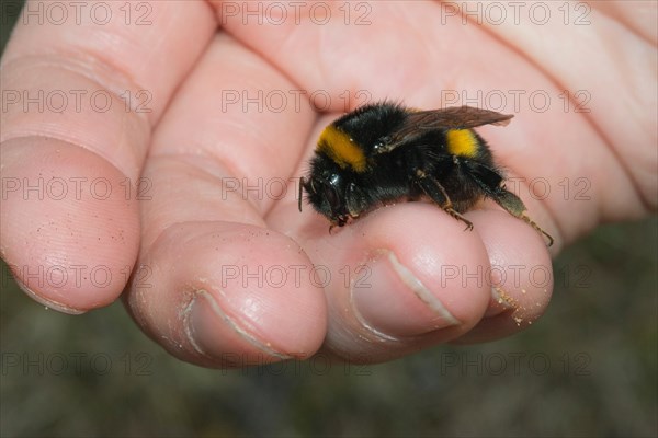 Large earth bumblebee (Bombus terrestris), exhausted animal sitting on a human hand, close-up with visible dirt, macro shot, wild bee, rescue, observation, encounter, Lueneburg Heath, Lower Saxony, Germany, Europe