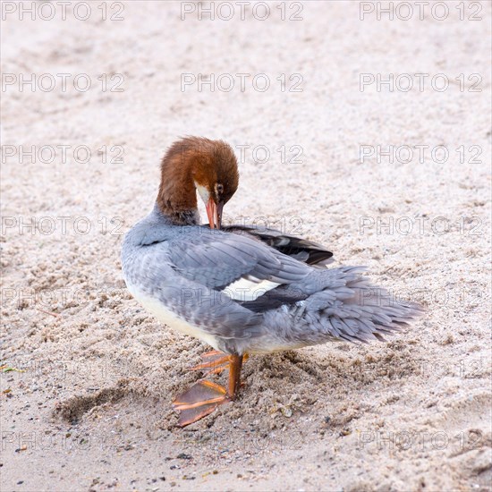 Goosander (Mergus merganser merganser), female, standing in the sand on the shore and preening her feathers, beach, Lake Schwerin, Mecklenburg-Western Pomerania, Germany, Europe