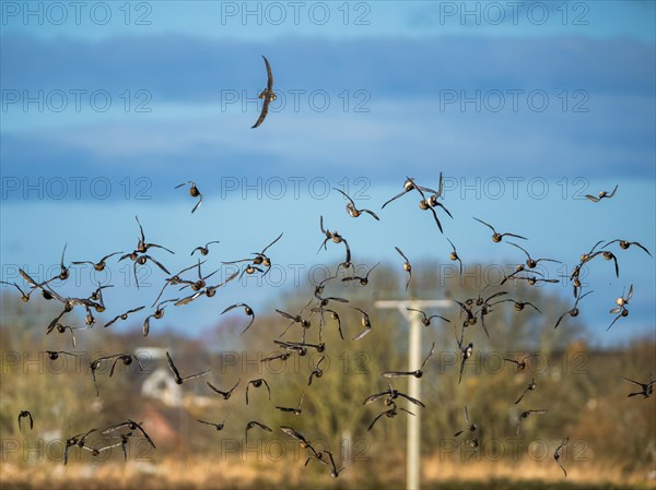 Peregrine Falcon (Falco peregrinus) during an attack on Eurasian Wigeon (Mareca penelope) ducks