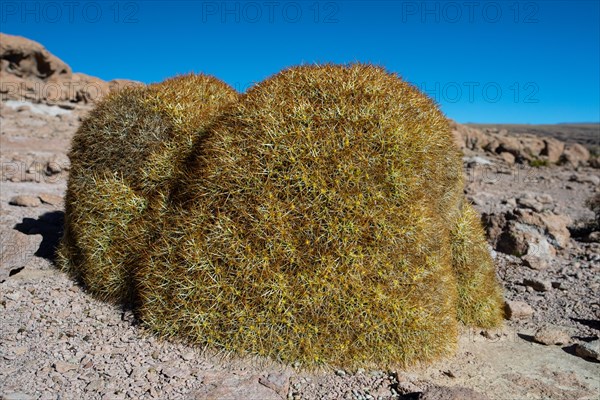 Cumulopuntia boliviana