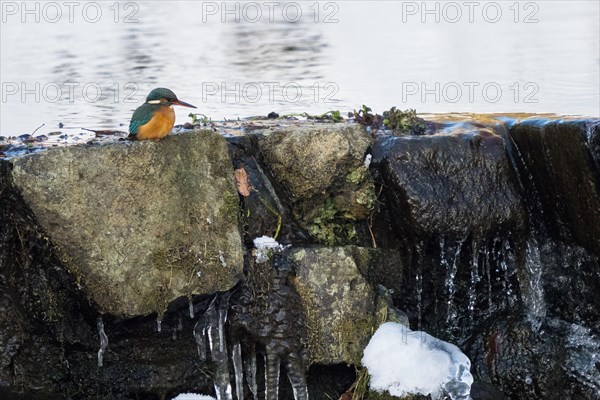 Common kingfisher (Alcedo atthis) sitting at a frozen waterfall, winter, Hesse, Germany, Europe