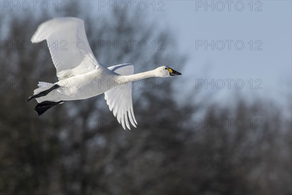 Tundra swan (Cygnus bewickii), flying, Emsland, Lower Saxony, Germany, Europe