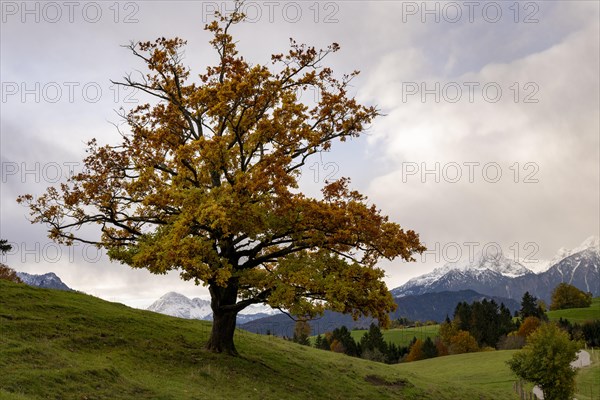 Old beech (Fagus) with autumn leaves on a green meadow with soft morning light and Allgaeu mountains in the background, Hopfen am See, Ostallgaeu, Swabia, Bavaria, Germany, Europe