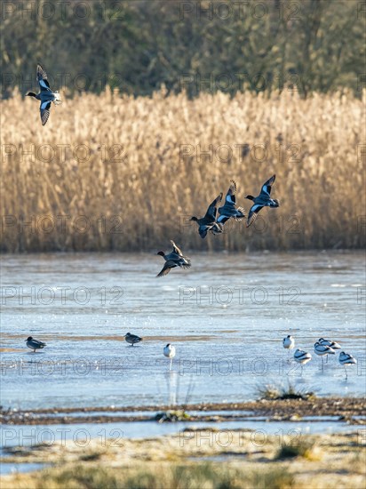 Eurasian Wigeon, (Mareca penelope) birds in flight over marshes at sunrise
