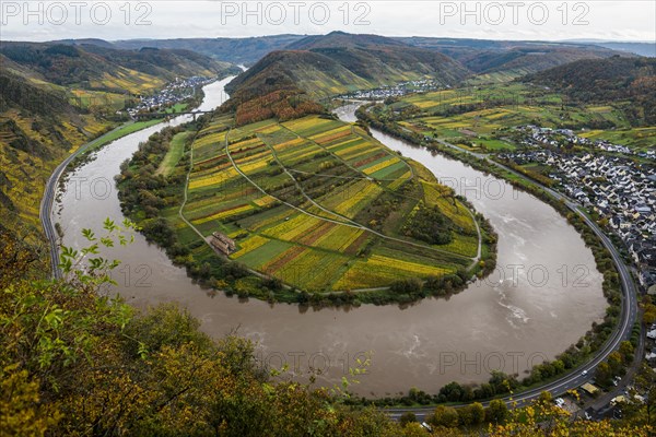 Vineyards and Moselle bend in autumn colours, Bremm, Moselle, Rhineland-Palatinate, Germany, Europe