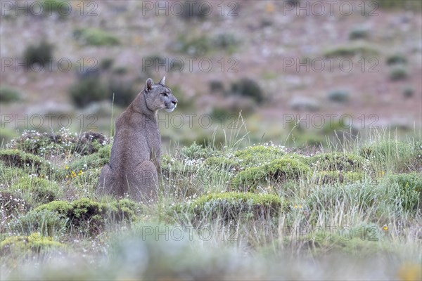 Cougar (Cougar concolor), silver lion, mountain lion, cougar, panther, small cat, Torres del Paine National Park, Patagonia, end of the world, Chile, South America