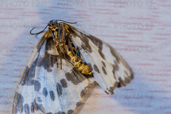 Closeup of a dead moth with white and brown spotted wings