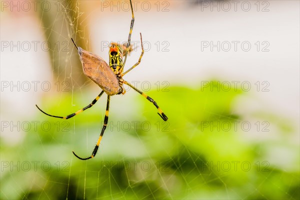 Female black and yellow Banana Spider feeding on moth in its web with a blurred background