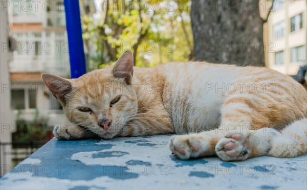 Closeup of brown and white cat laying on metal box resting in Istanbul, Tuerkiye