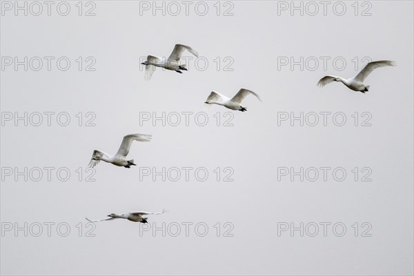 Tundra swans (Cygnus bewickii), flying, Emsland, Lower Saxony, Germany, Europe