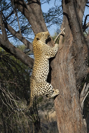 Leopard (Panthera pardus) climbing a tree, Khomas region, Namibia, Africa