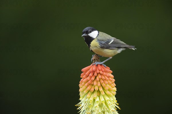Great tit (Parus major) adult bird perched on a Red hot poker (Kniphofia uvaria) flower spike, Suffolk, England, United Kingdom, Europe