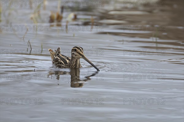 Common snipe (Gallinago gallinago) adult bird swimming across a lake, Suffolk, England, United Kingdom, Europe