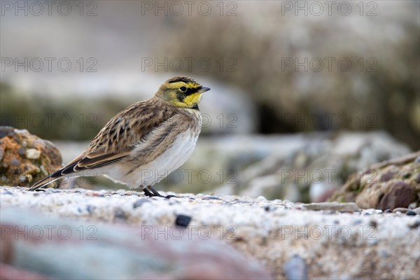 Horned lark, Heligoland