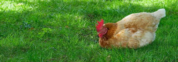 Brown hybrid hen (Gallus gallus domesticus) squatting in a meadow in the green grass and sleeping, happy, species-appropriate free-range husbandry, Eastern Harz, Saxony-Anhalt, Germanya chicken looking for food in the green grass