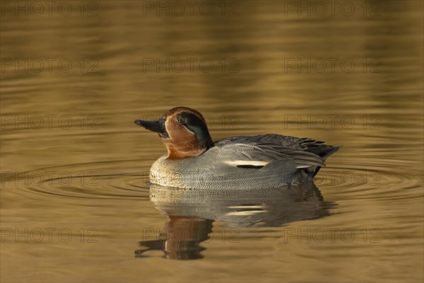 Common teal duck (Anas crecca) adult male bird on a lake, Norfolk, England, United Kingdom, Europe