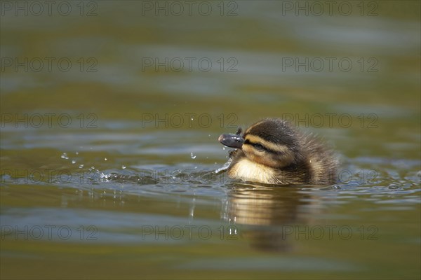 Mallard duck (Anas platyrhynchos) juvenile duckling washing itself on a lake, Norfolk, England, United Kingdom, Europe